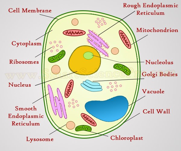 Generalized-Structure-Of-Plant-Cell.jpg